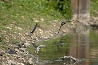 Cjp_2010_05_29_071500 (4).jpg